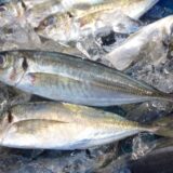 魚は便秘時に食べるといい食材なの？