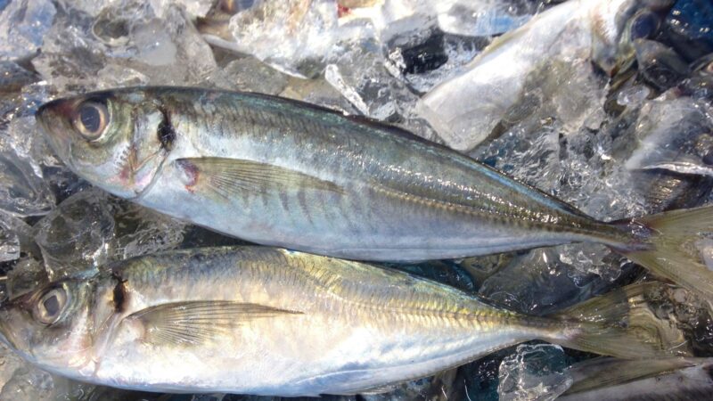 魚は便秘時に食べるといい食材なの？