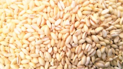 【保存版】もち麦は便秘解消に効果があるって本当？
