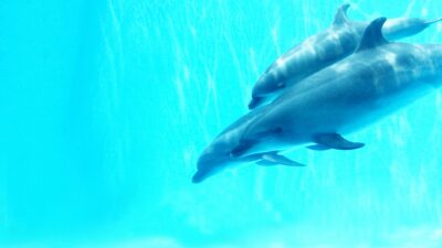 【保存版】ウォーターサーバーからお湯が出る仕組みとは？