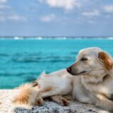 ウォーターサーバーのお水は犬も飲むことができる？