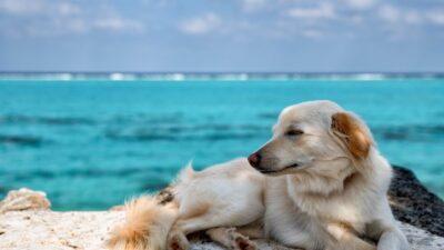 ウォーターサーバーのお水は犬も飲むことができる？