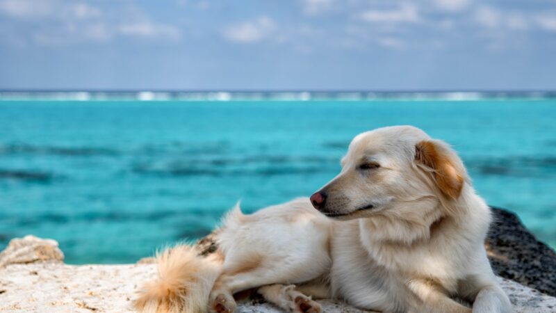 ウォーターサーバーのお水は犬も飲むことができる？