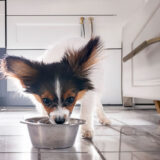 犬にウォーターサーバーの水は与えて大丈夫？軟水・RO水の選び方と注意点を解説