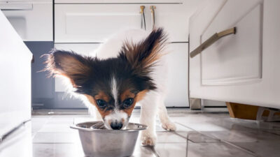 犬にウォーターサーバーの水は与えて大丈夫？軟水・RO水の選び方と注意点を解説