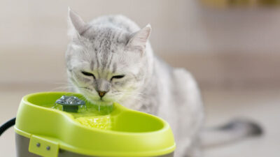 【保存版】猫にウォーターサーバーのお水を与えても大丈夫？